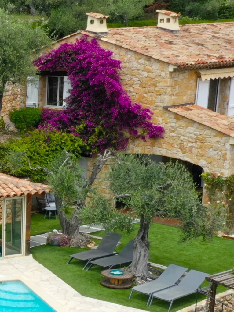 Jardin provençal de la Villa Plen Souleù à Cabris avec oliviers centenaires, transats et bougainvillier violet.